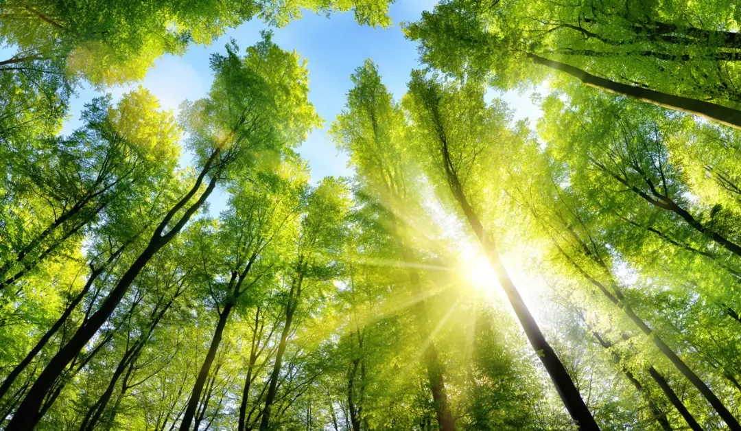 Not Pulp Fiction: A Sustainability-Led Future